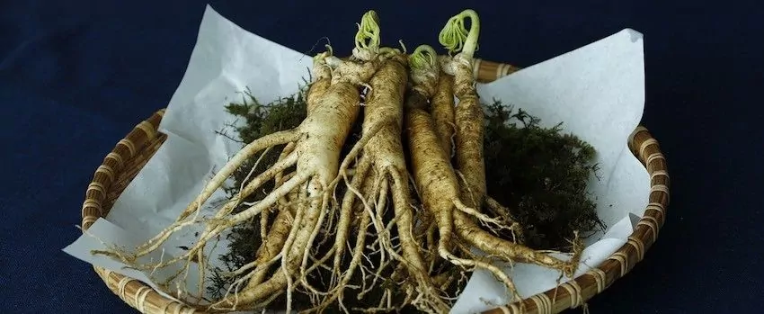 Ginseng – Sibiřský ženšen